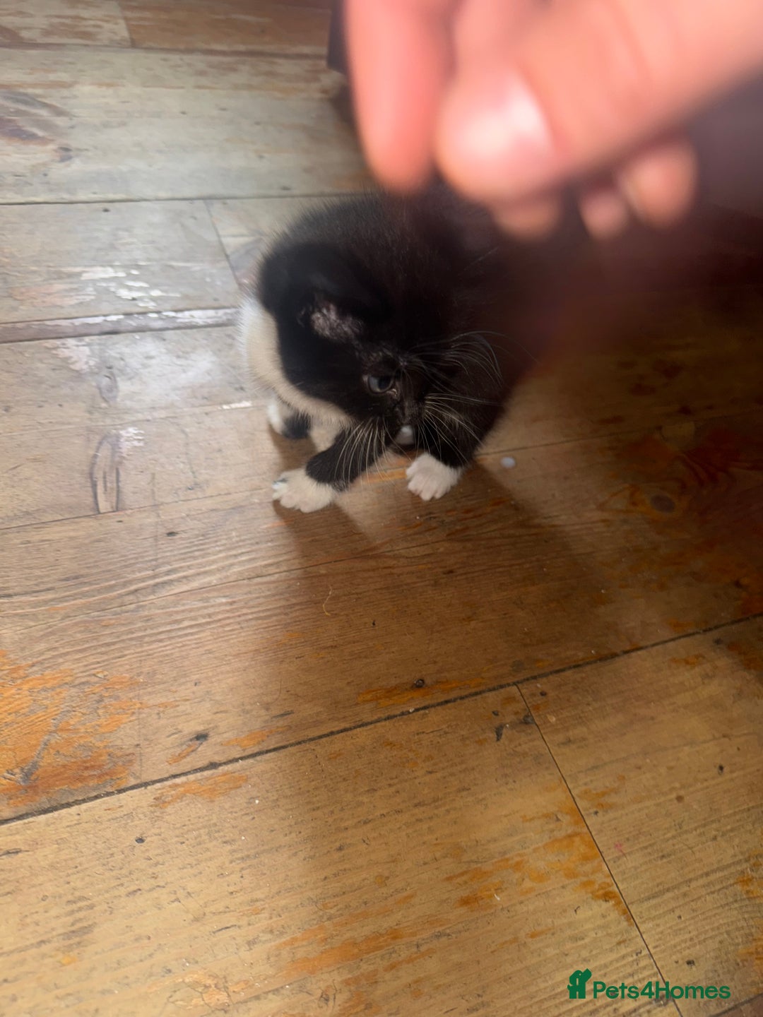 Mixed Breed cats for sale: Stunning litter of 4 - Image 13