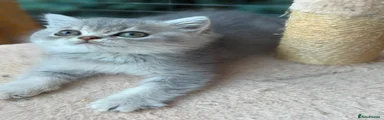 British Shorthair 4