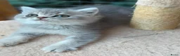 British Longhair cats for sale: PURE TICA BRITISH SHORTHAIR & LONGHAIR KITTENS  - Advert 20