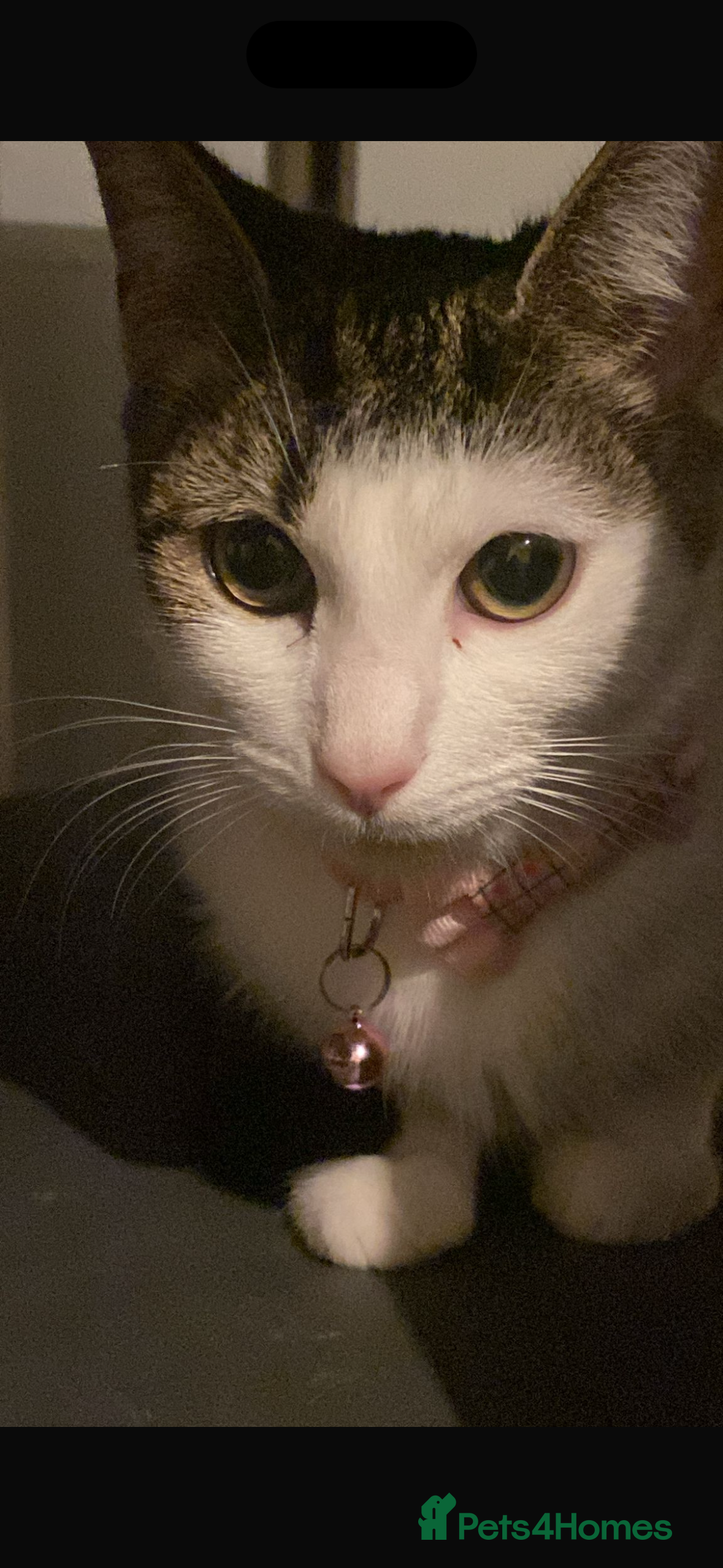 Mixed Breed cats Female cat rehoming - Advert 5