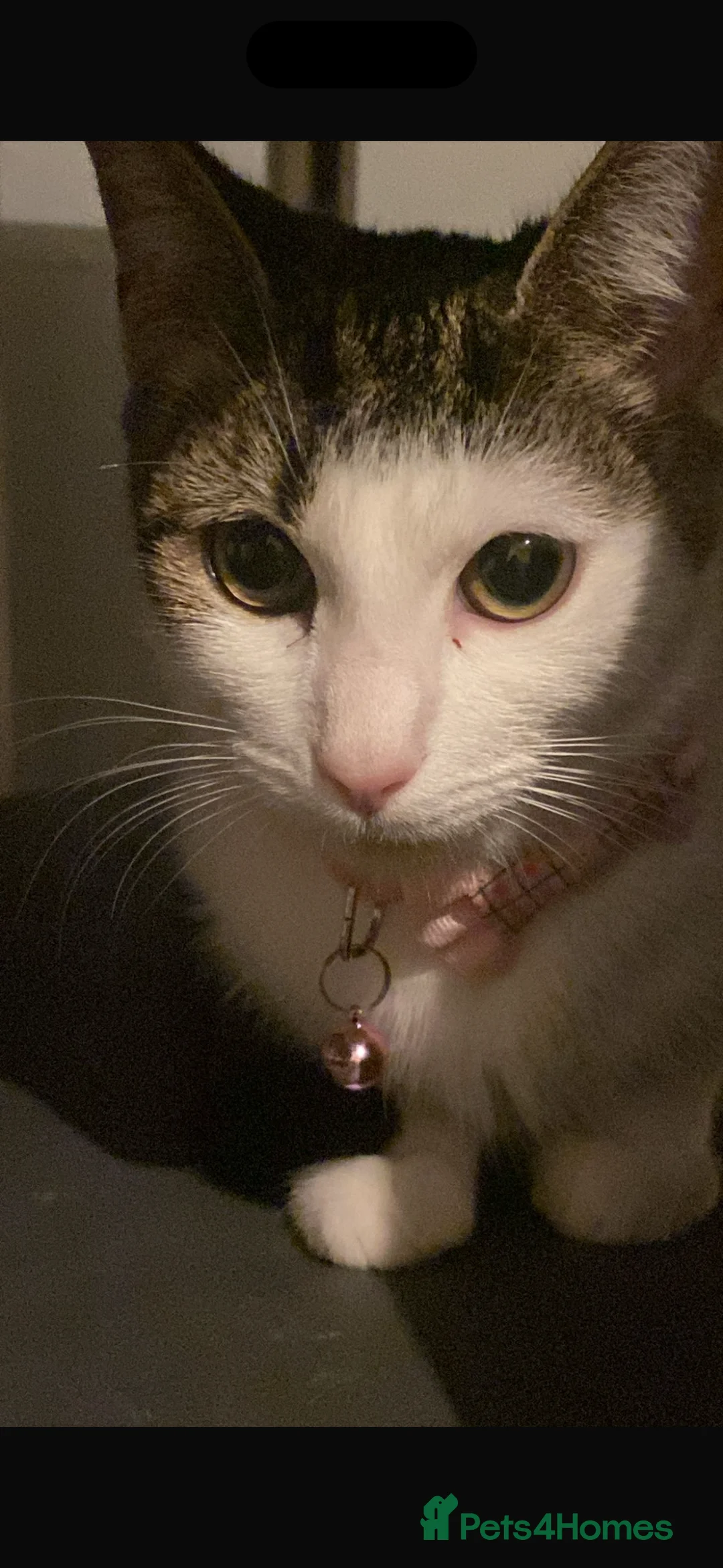 Mixed Breed cats for sale: Female cat rehoming - Advert 1