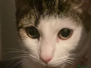 Mixed Breed cats Female cat rehoming - Advert 5