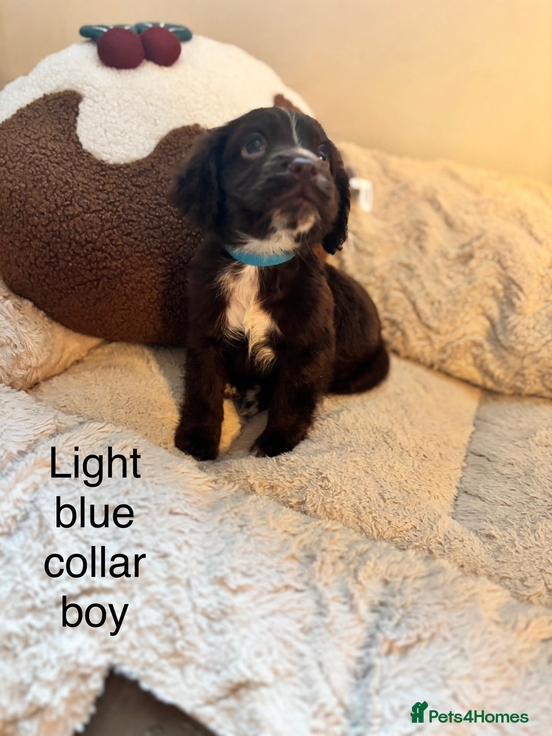 Sprocker dogs for sale: 🐾5 beautiful F1B sprocker spaniels - Advert 1