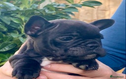 French Bulldog dogs for sale: KC reg pure French Bulldog puppies - Image 13