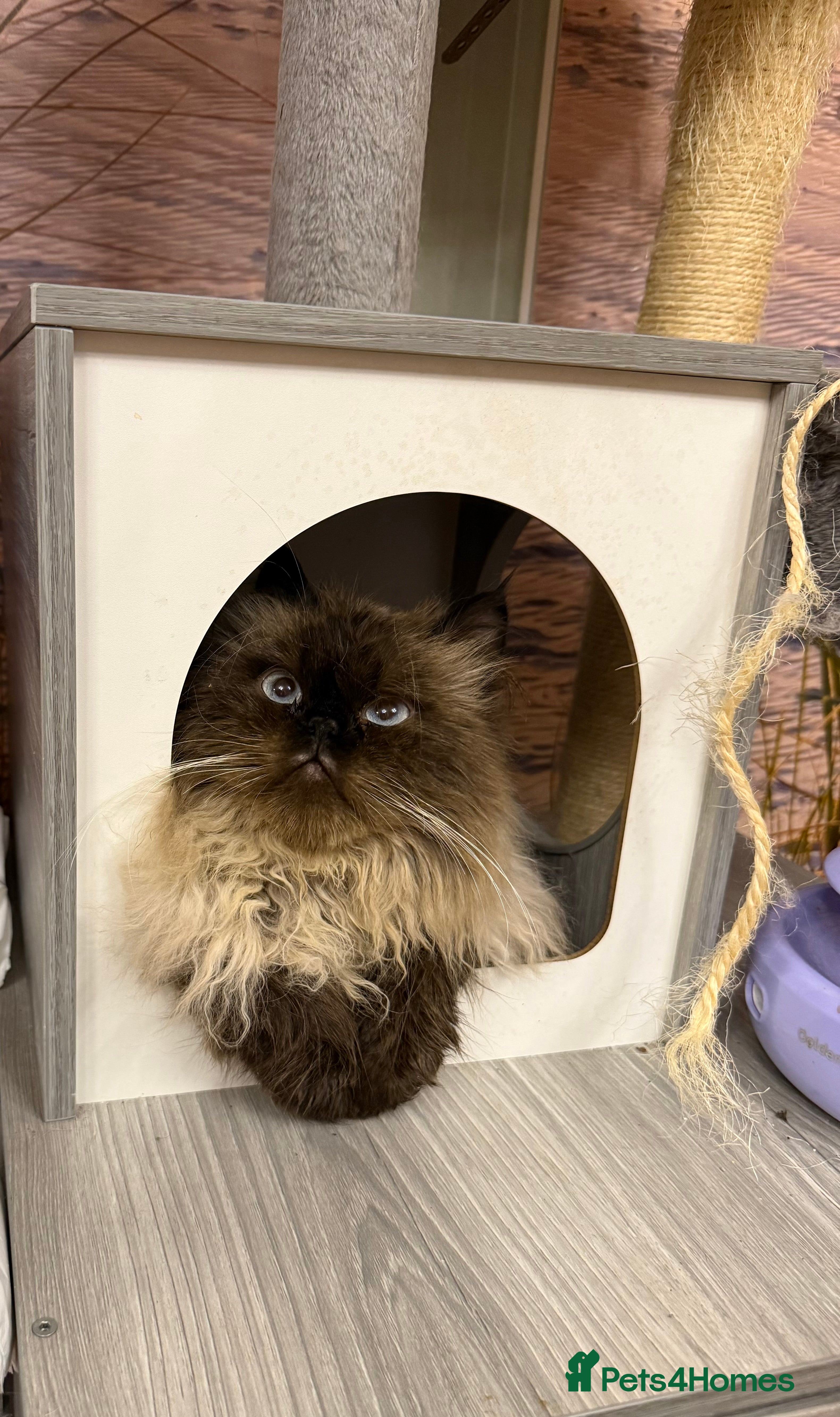 Persian cats Himalayan Persian Boy URGENT  - Advert 3