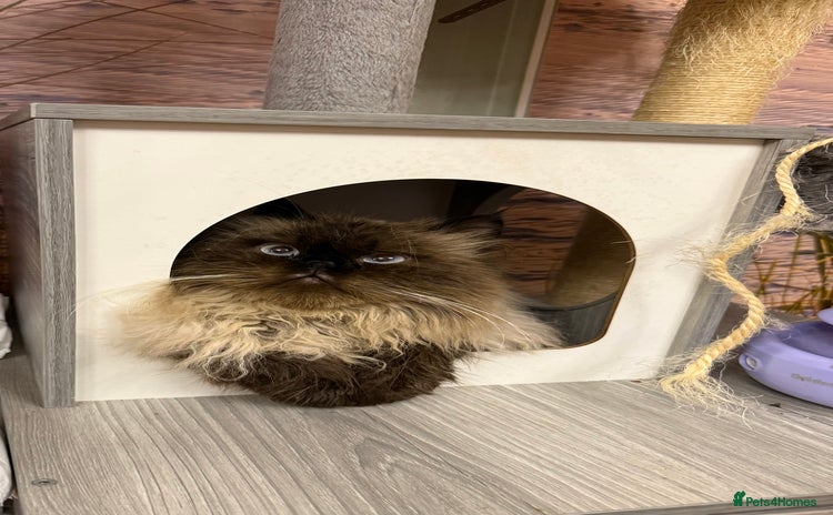 Persian cats Himalayan Persian Boy  - Advert 2