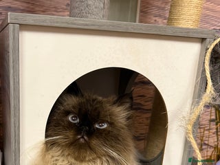 Persian cats Himalayan Persian Boy - Advert 1