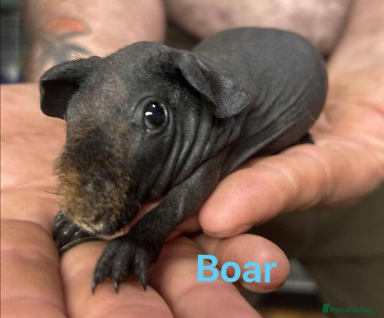 Guinea Pig rodents in Doncaster - Advert 1