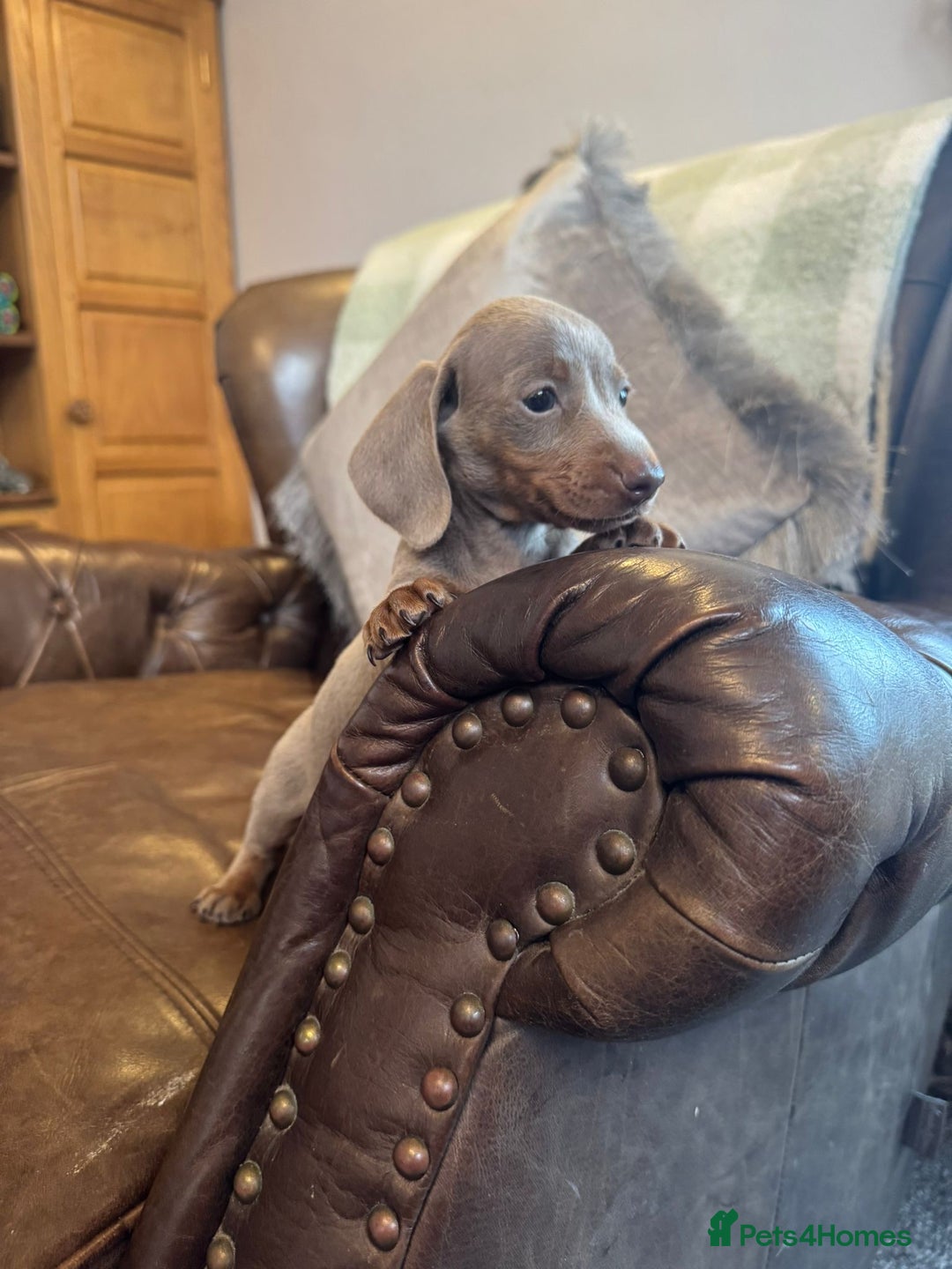 Dachshund dogs for sale: Miniature Dachshund  - Advert 7
