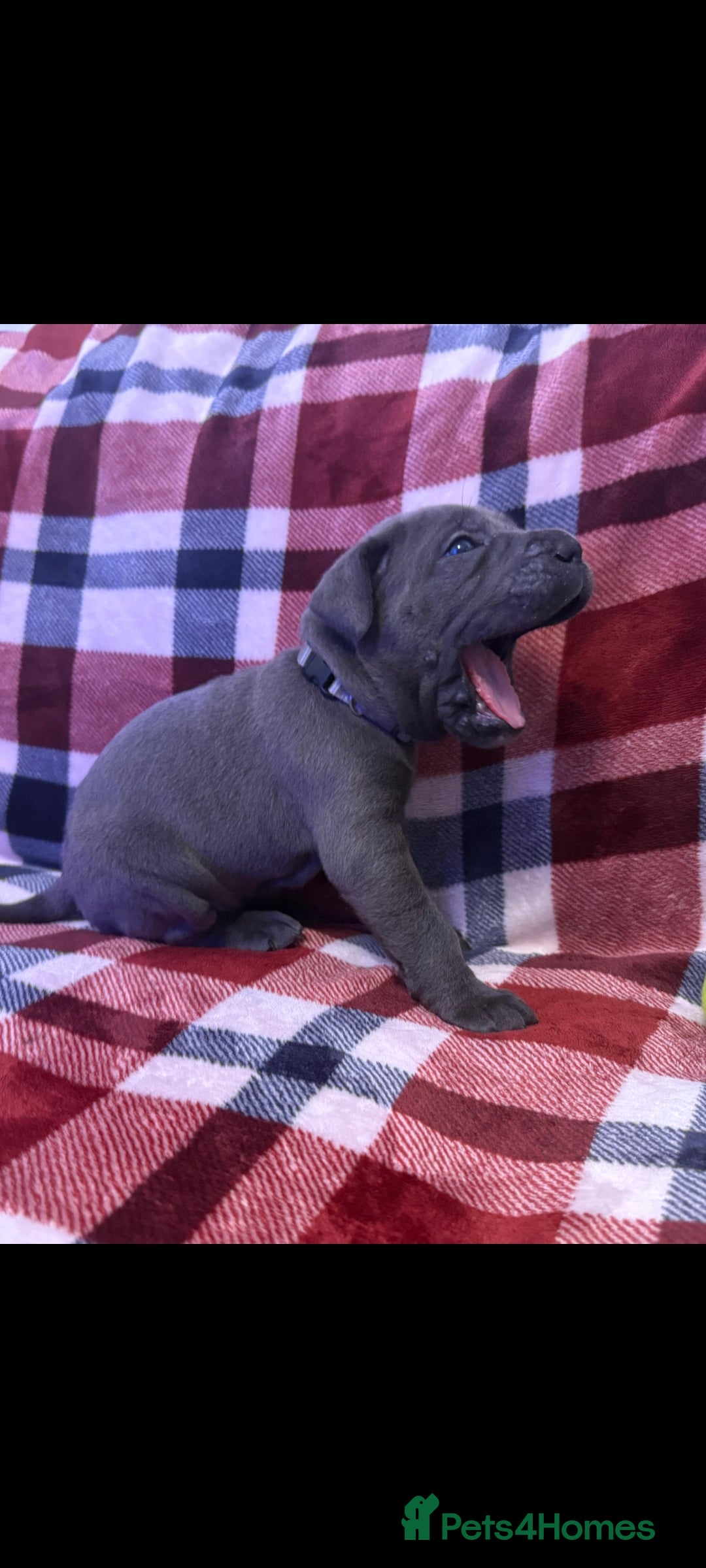 Cane Corso dogs for sale: ONE & ONLY UK LITTER DEL DYRIUM BLOOD LINES  🖤  - Advert 9