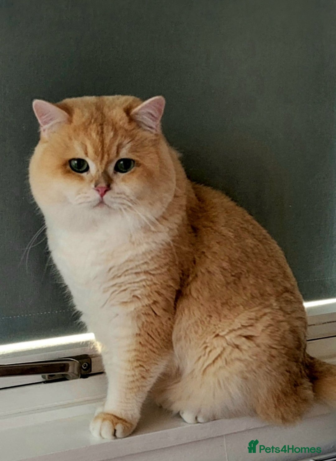 British Shorthair cats for stud: Pedigree Golden BSHstud, Green eyes, Active rgstrd - Advert 3