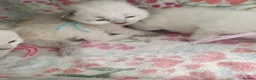 Ragdoll cats for sale: 💖 Beautiful Ragdoll kittens for Sale 💖 - Advert 11