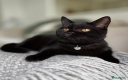 Scottish Fold cats for sale: Scottish fold and straight ear kittens in Harrow - Image 34