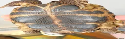 Tortoise reptiles for sale: Horsefield Tortoise  in Newquay - Advert 4