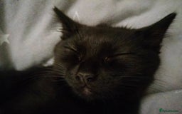 RagaMuffin cats for sale: Pumpkin the short haired Ragamuffin 🎃 - Image 5