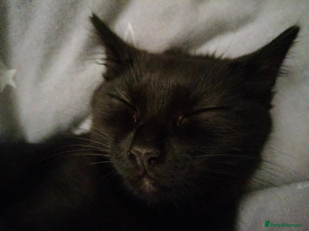 RagaMuffin cats for sale: Pumpkin the short haired Ragamuffin 🎃 - Image 5