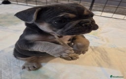 French Bulldog dogs for sale: 3x beautiful girl french bulldog puppies  - Advert 20