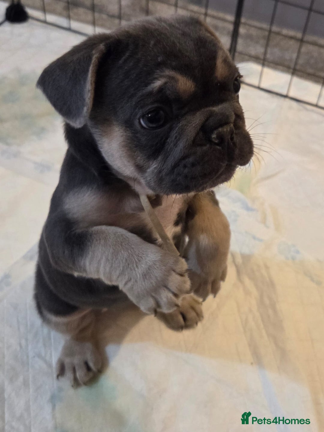 French Bulldog dogs for sale: 3x beautiful girl french bulldog puppies  - Advert 20