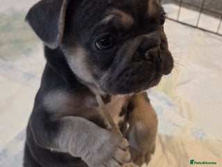 French Bulldog dogs Only ONE beautiful girl french bulldog left - Advert 2