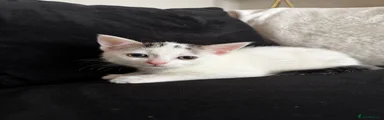Domestic Shorthair 1