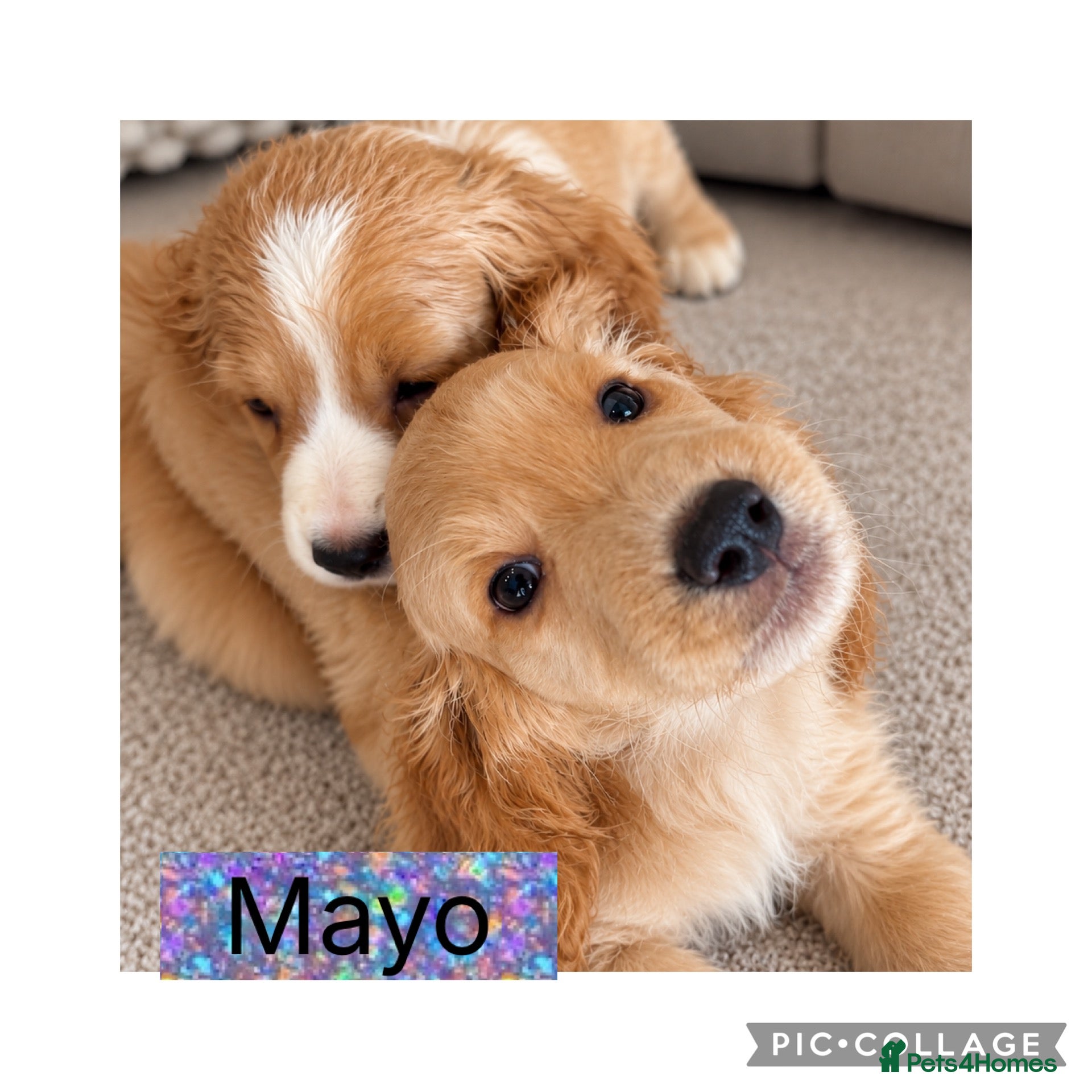 Cocker Spaniel dogs HEALTH CLEAR /KC WORKING COCKER SPANIEL PUPPIES - Advert 1