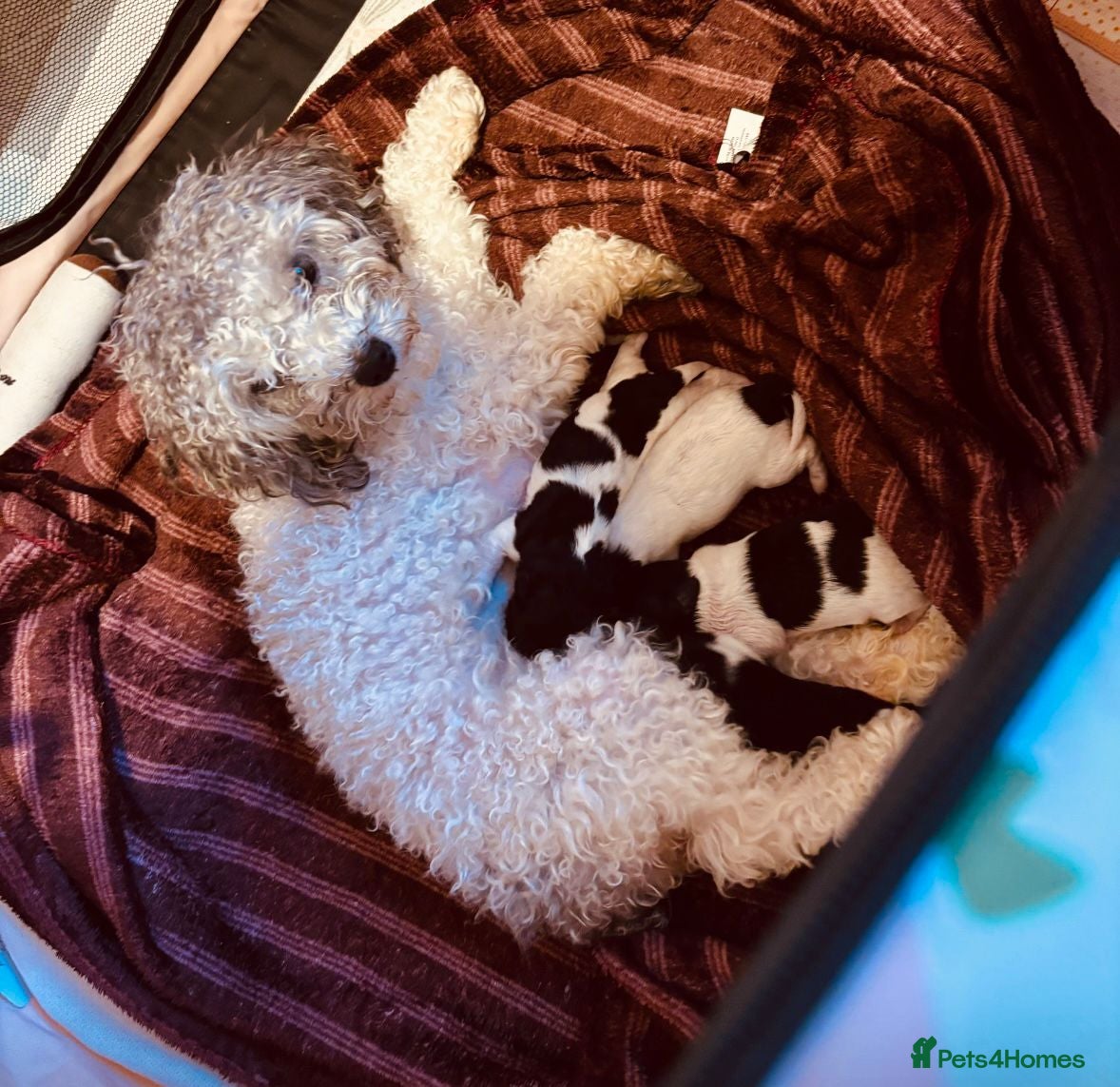 Maltipoo dogs Absolutely stunning F1 maltipoos - Advert 2