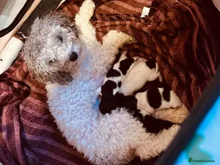 Maltipoo dogs Absolutely stunning F1 maltipoos - Advert 2