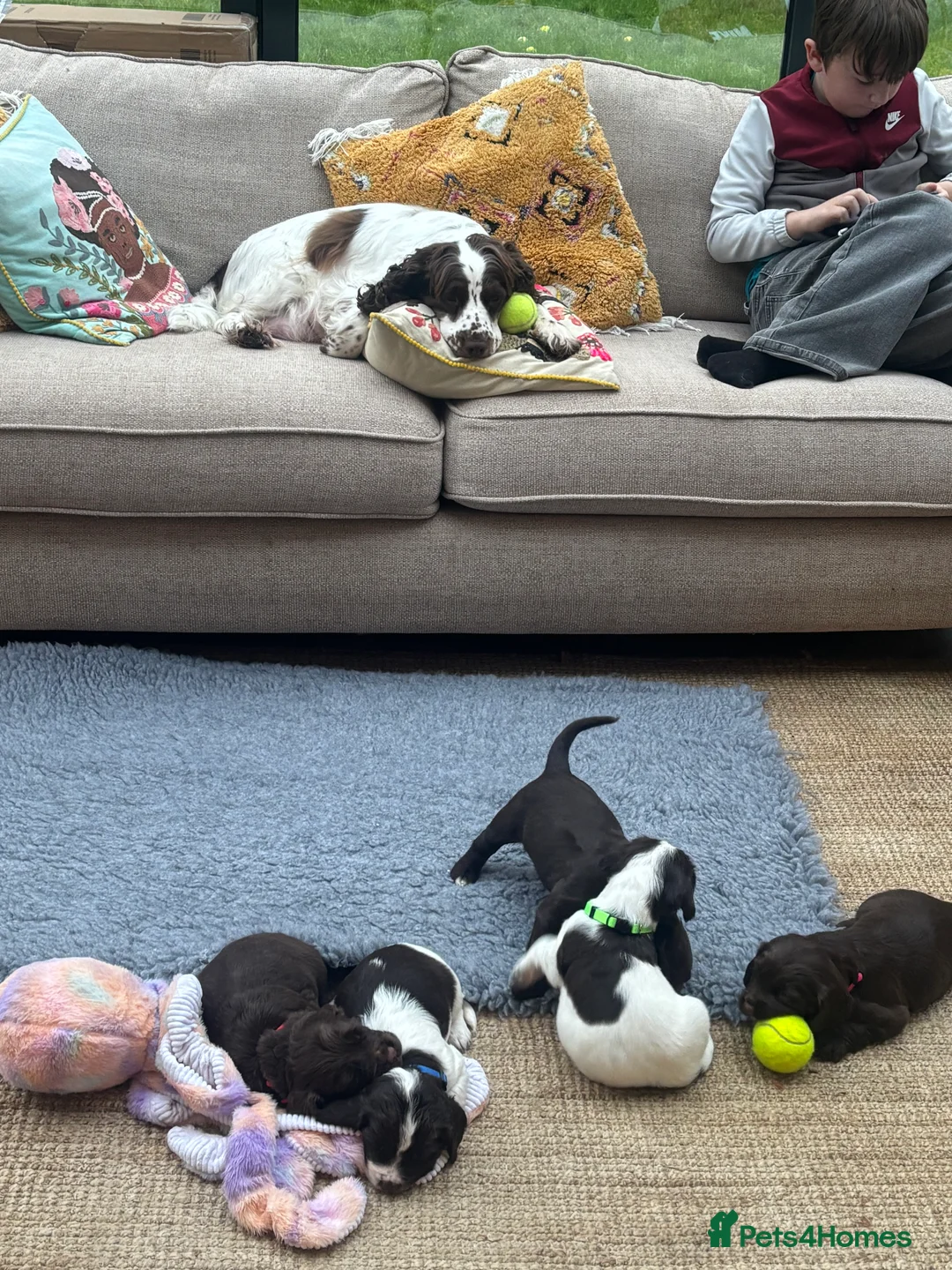 Sprocker dogs for sale: Chocolate and white Sprocker Puppies - Advert 7