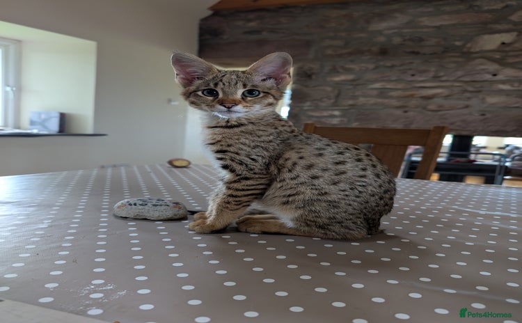 Savannah cats - Advert 1