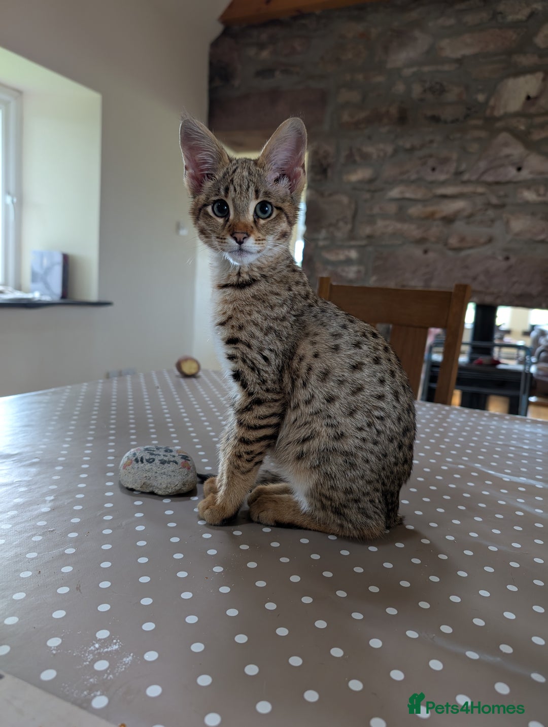 Savannah cats for sale: Tica reg  Savannah F3 HP - Image 1