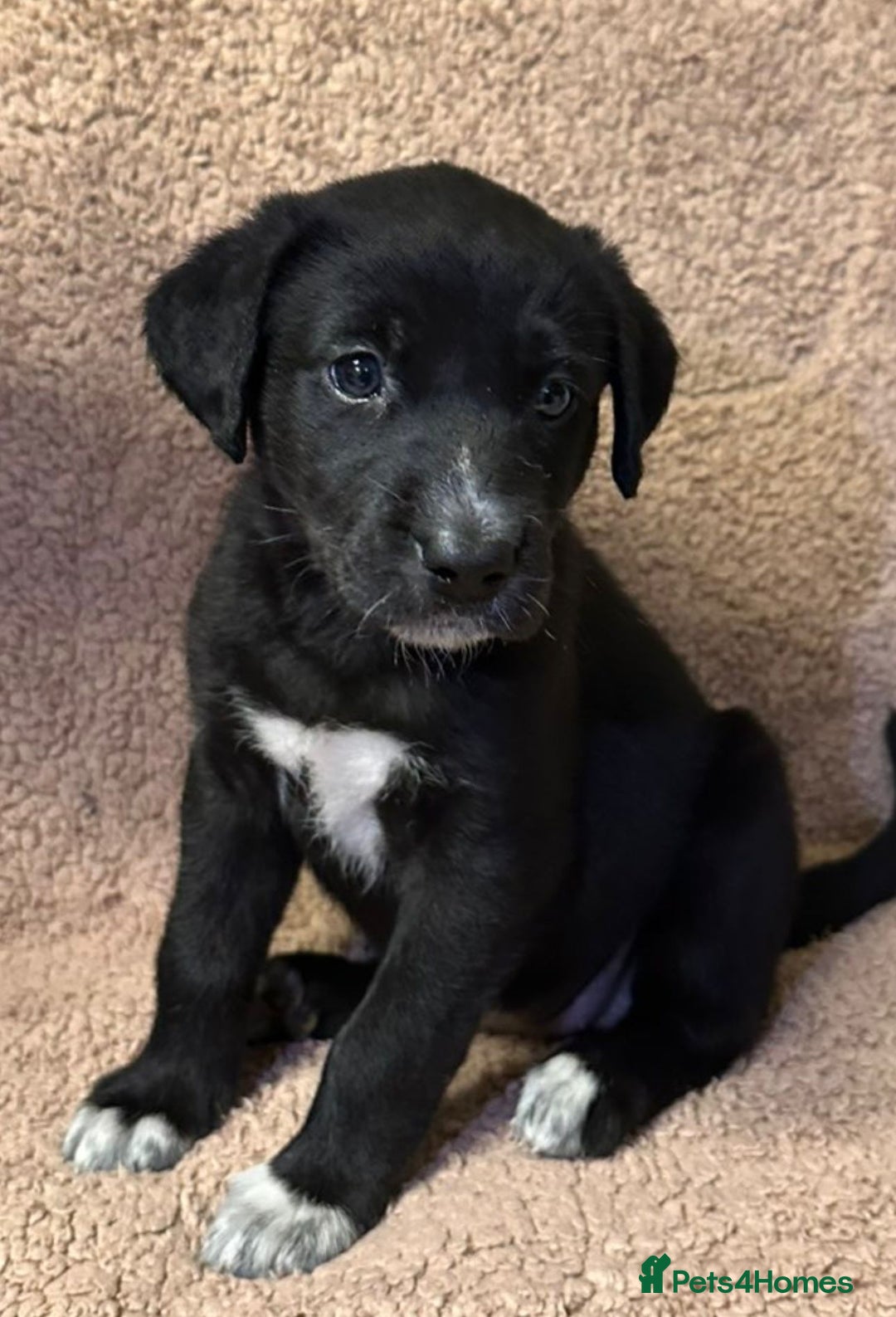Mixed Breed dogs for sale: Labrador Cross Husky Girls  - Image 7