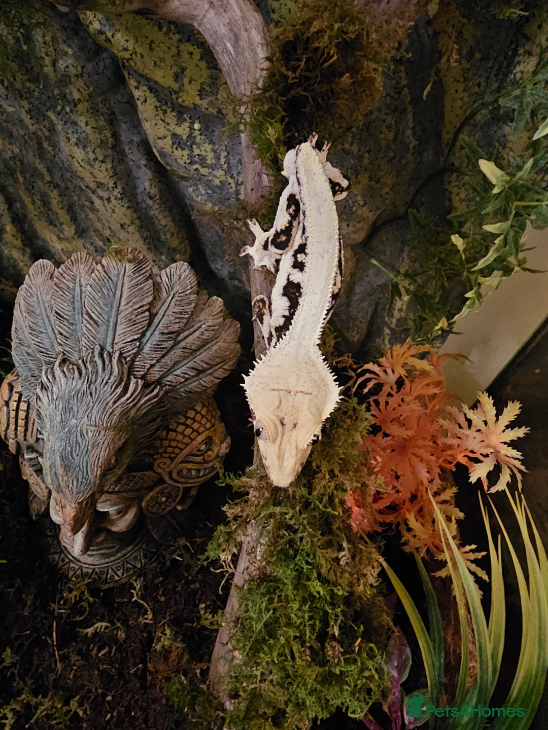 Gecko reptiles for sale: Lilly white crested gecko and viv - Advert 8
