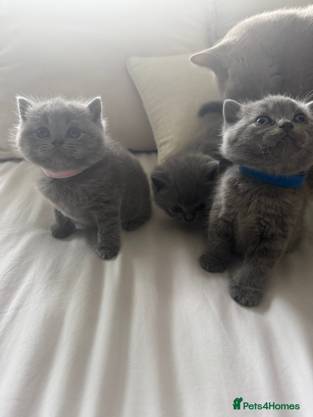 British Shorthair cats for sale: 3 chunky beautiful British shorthair  - Image 5