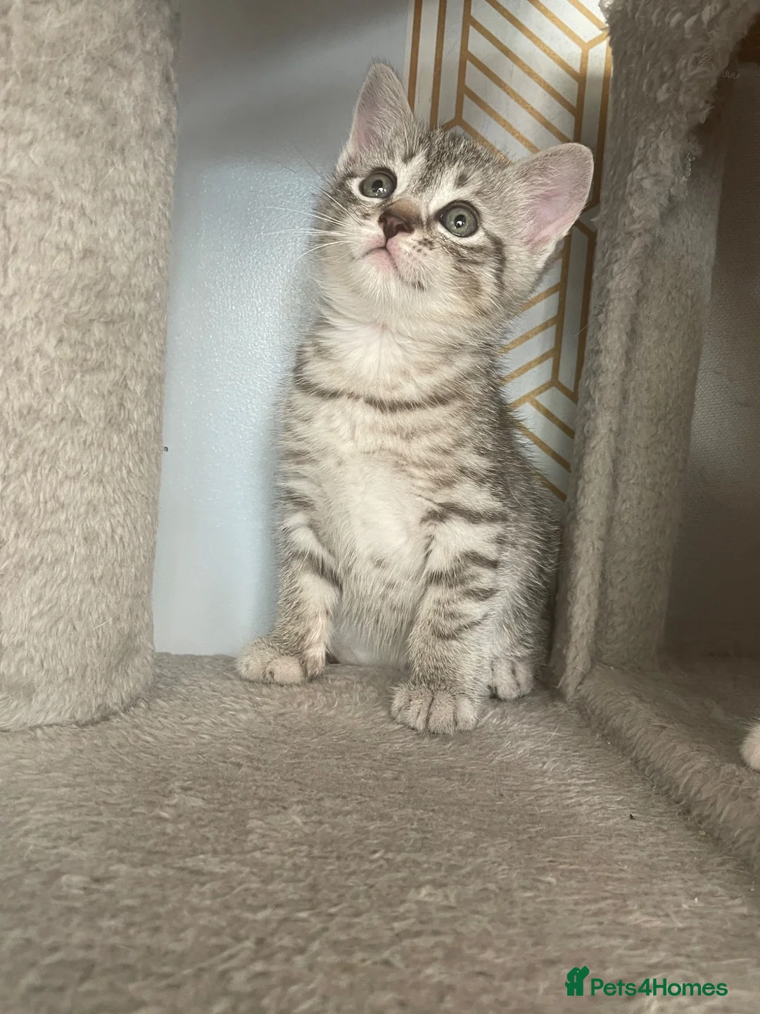 Mixed Breed cats for sale: Half BSH kittens  in Thornton Heath - Advert 18