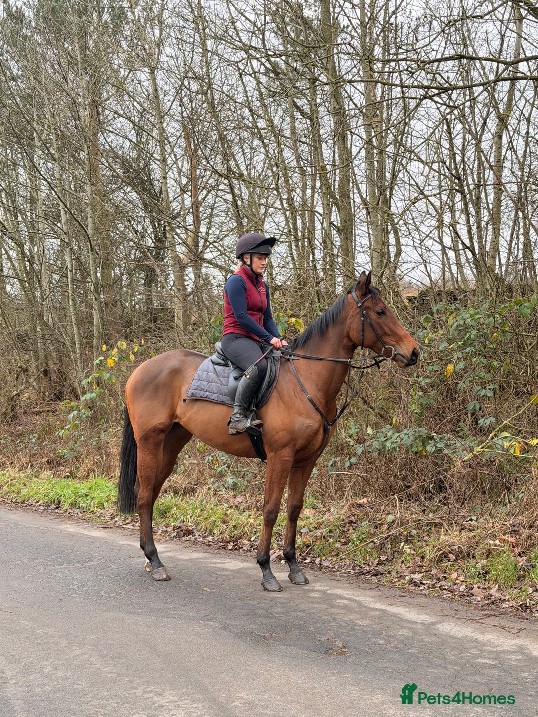 English Thoroughbred horses for sale: Bella bay 3 year old filly - Advert 5