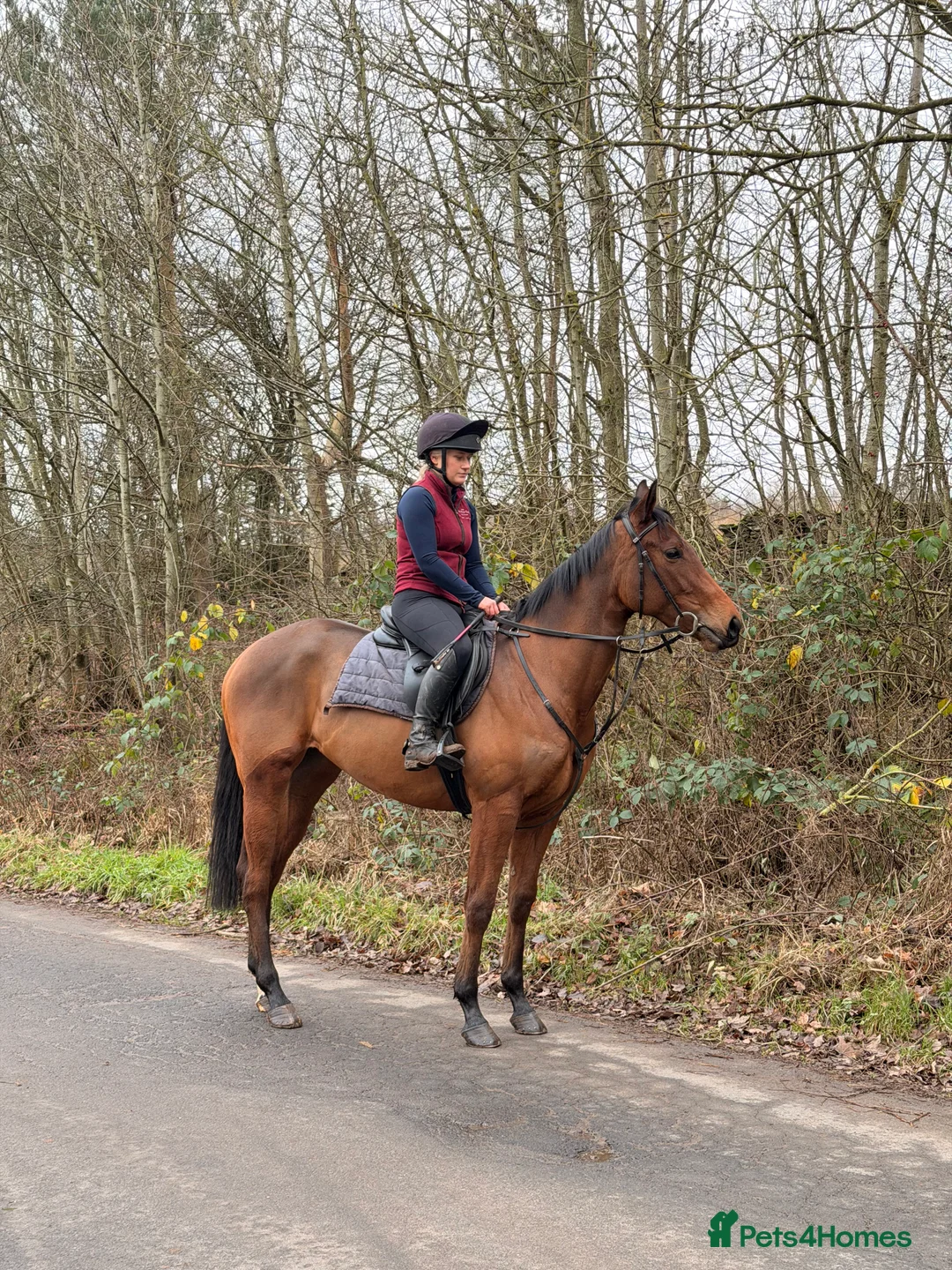 English Thoroughbred horses for sale: Bella bay 3 year old filly - Advert 8