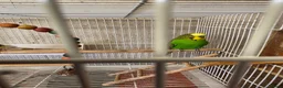 Budgerigars birds for sale: Breeding pair Budgies  - Advert 6