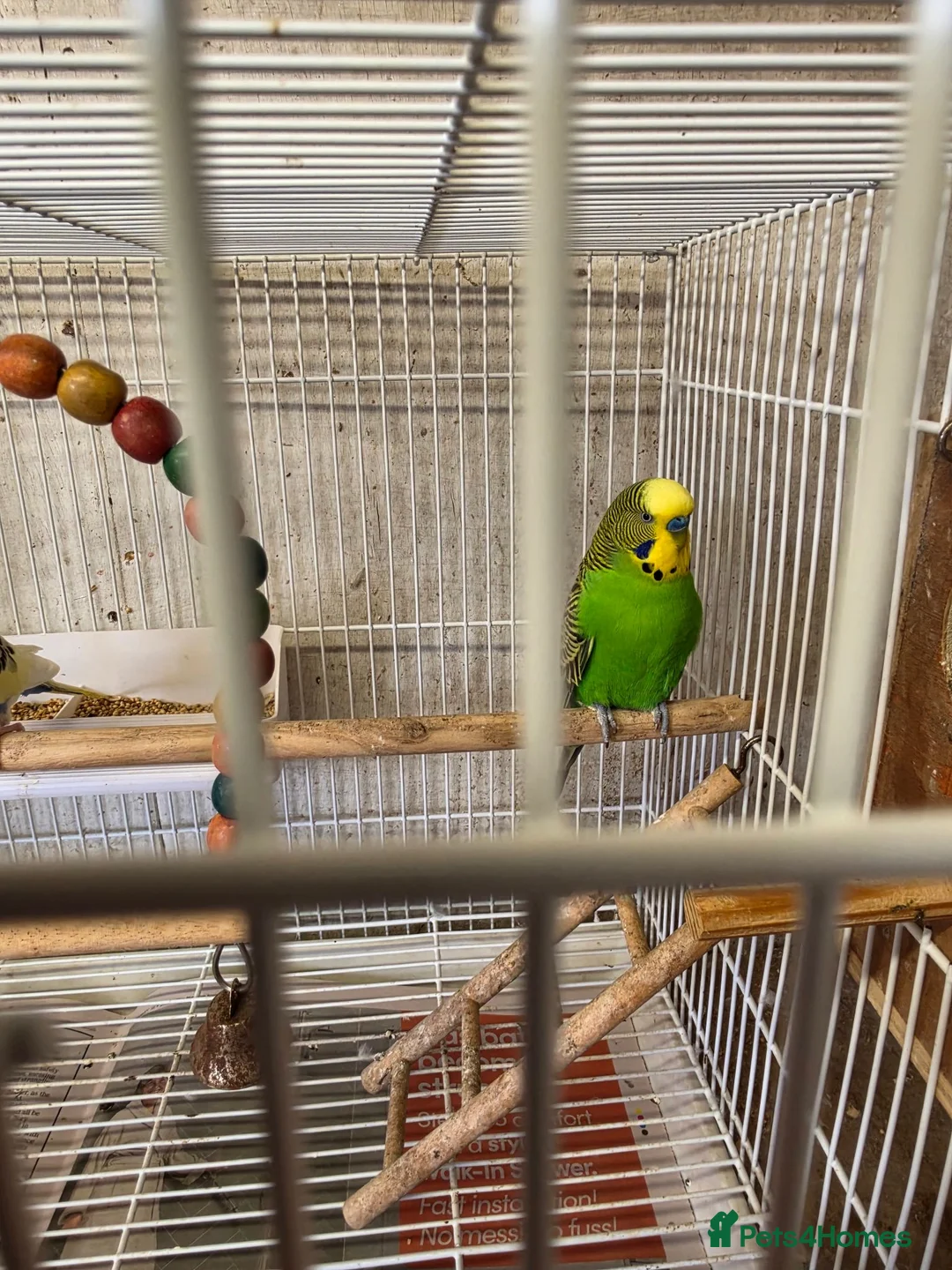 Budgerigars birds for sale: Breeding pair Budgies  - Advert 6