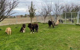 Caucasian Shepherd Dog dogs for sale: 🧸Caucasian Shepherd Puppies Ready Now! 🧸 - Image 15
