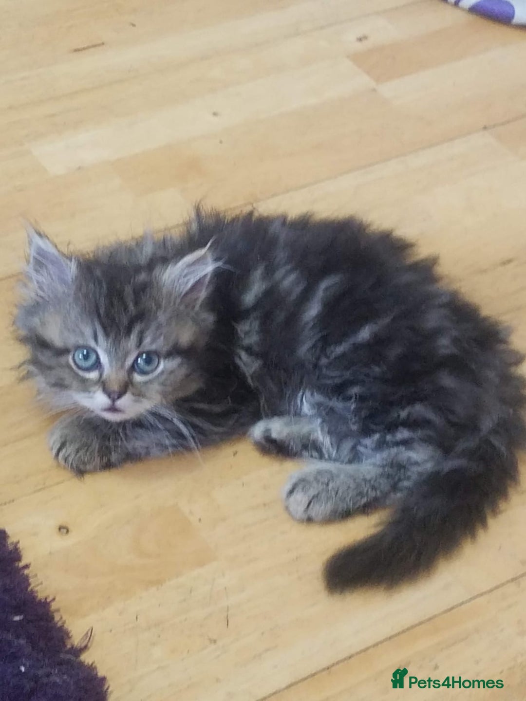 Mixed Breed cats for sale: 1 boy and 1 girl kitten - Image 3