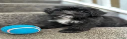 Maltipoo dogs for sale: 7 precious puppies looking for their forever homes - Advert 34
