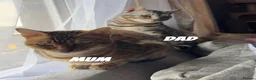 Bengal cats for sale: Bengals  in London - Advert 22