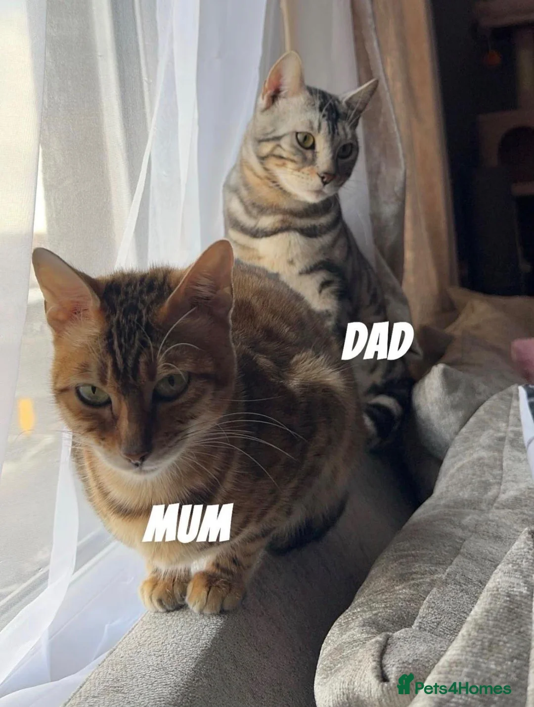 Bengal cats for sale: Bengals  in London - Advert 22