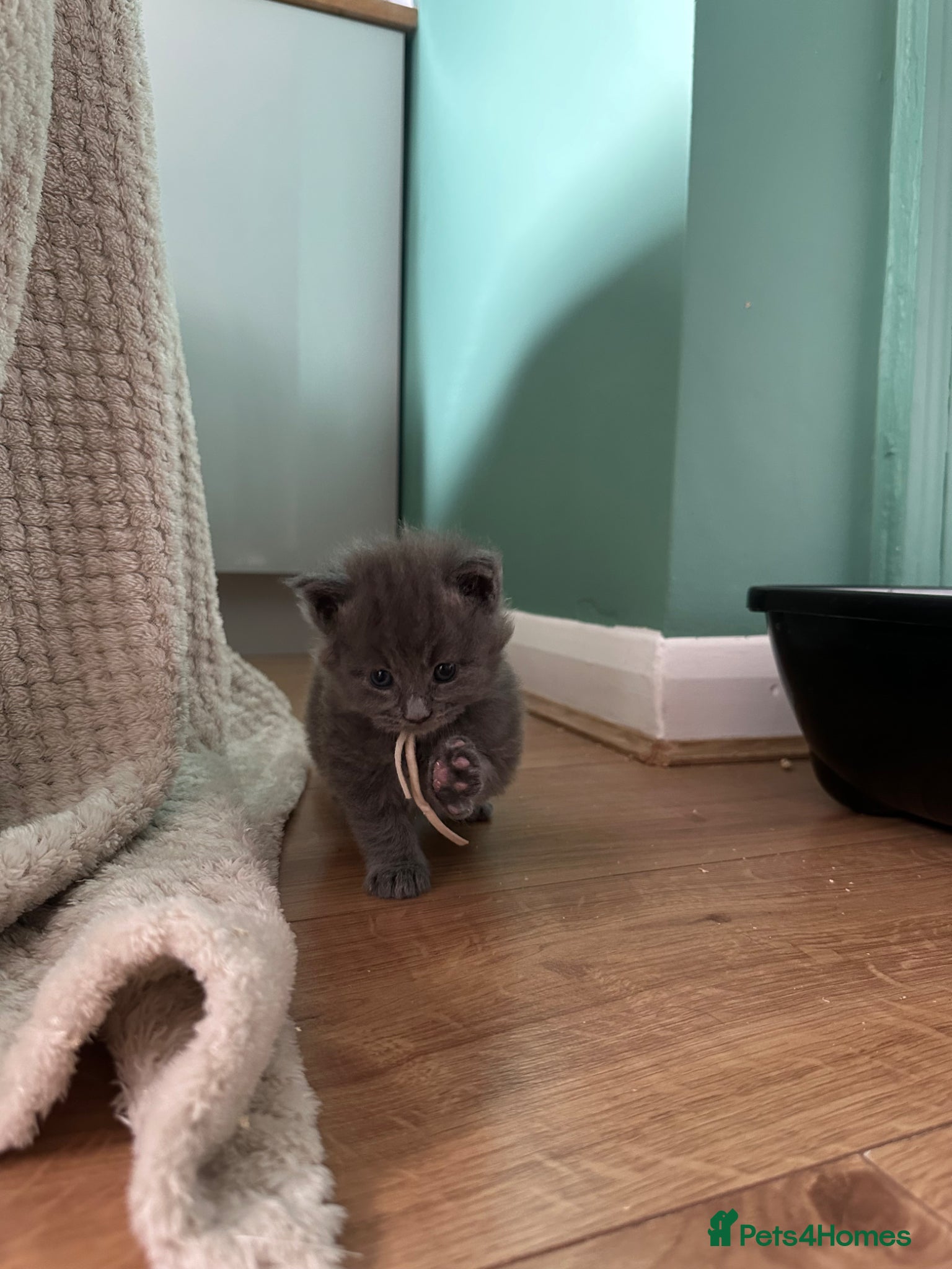 Maine Coon cats for sale: 5 beautiful Maine coon kittens - Advert 19