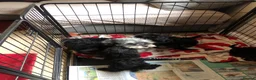Mixed Breed dogs for sale: shihtzu/westie x toy poodle puppies for sale  - Advert 19