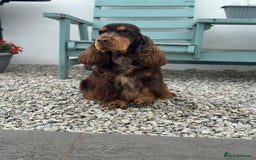Cocker Spaniel dogs for stud: Health tested Show chocolate and tan cocker stud  - Image 1
