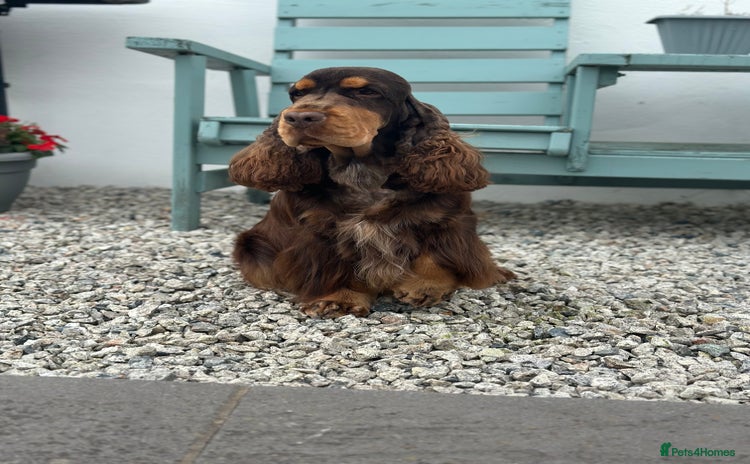 Cocker Spaniel dogs - Advert 1