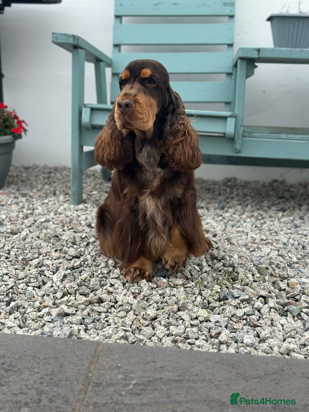 Cocker Spaniel dogs for stud: Health tested Show chocolate and tan cocker stud  - Image 1