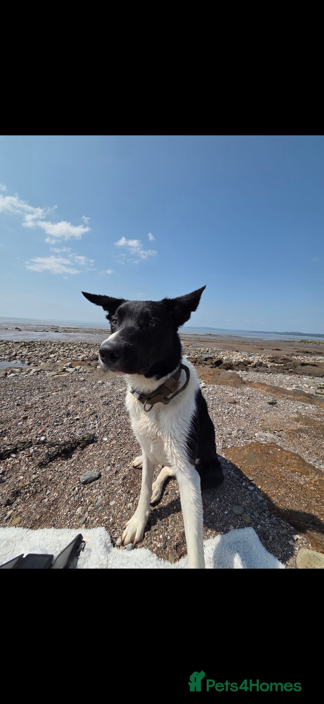 Borador dogs for sale: Borador Pups ready 5th October  - Image 12