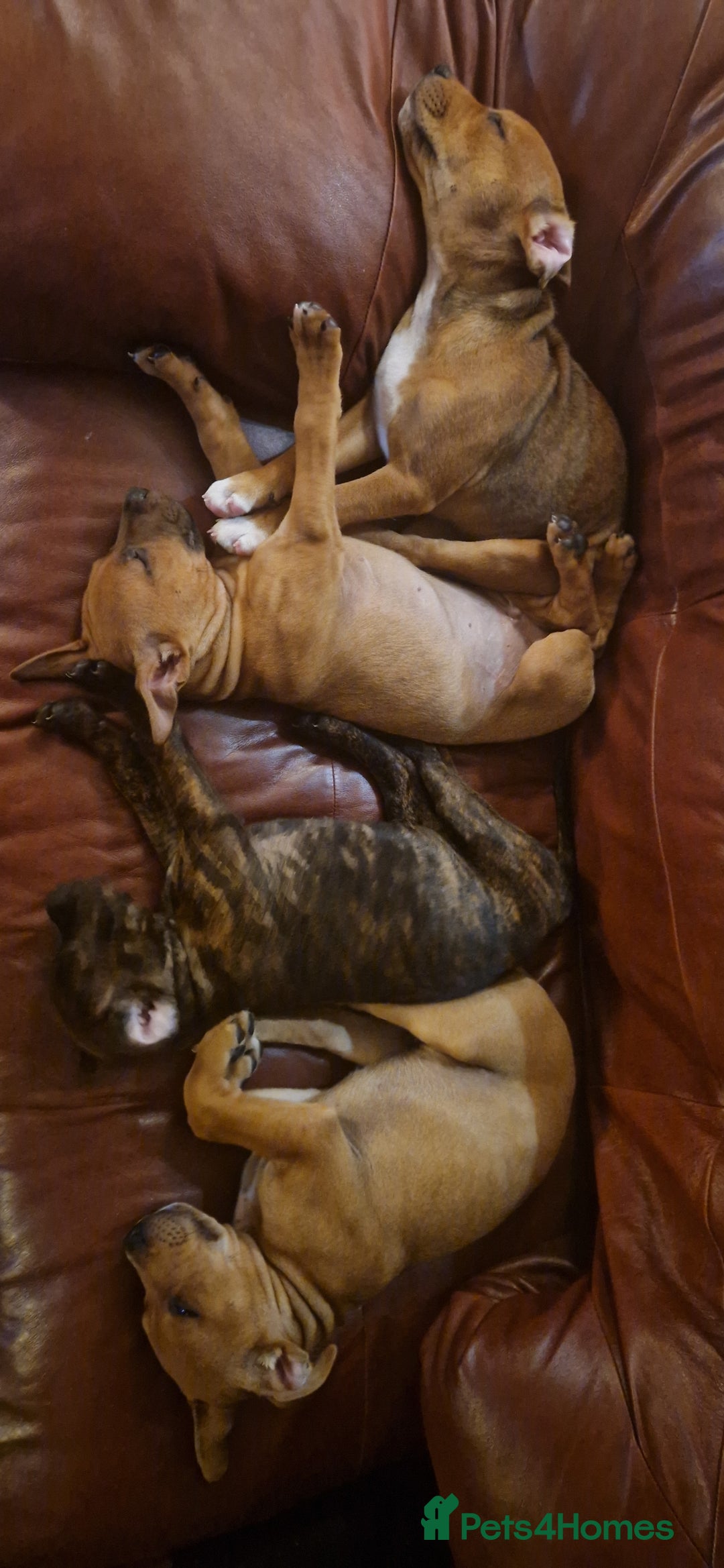 Staffordshire Bull Terrier dogs for sale: Staffordshire bull terrier pups - Image 21